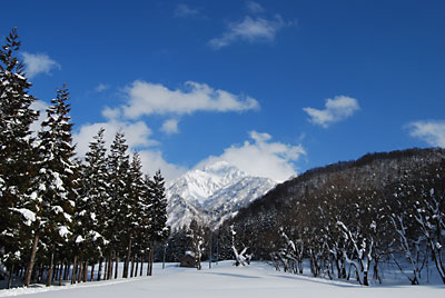 農園の杉林の側からの景色も絶景。