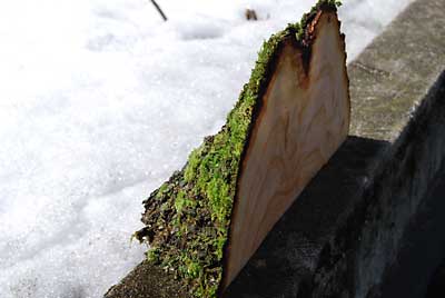 苔が立派で、時計にするのは惜しいような気もしますが……。