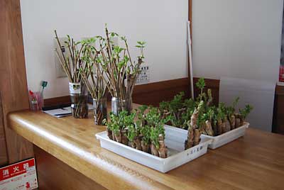 タラの芽とコシアブラも展示していただいてあります。