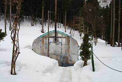 今日は、朝から雨なのでハウス内の作業をすることにしました。