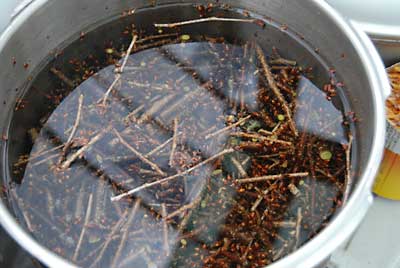 懲りずに、新たに桜の枝を煮込むことにしました。