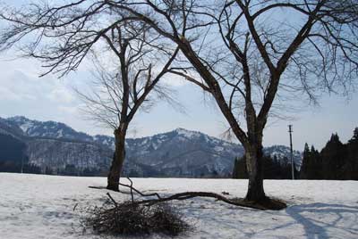 雪で折れた桜の枝です。