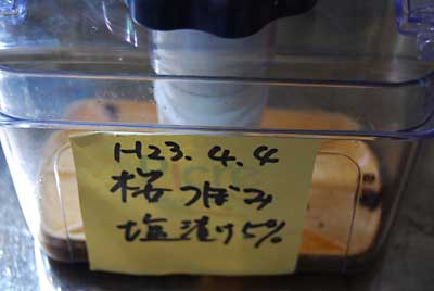 桜のつぼみを５％の塩で漬けて香りを取り出してみました。