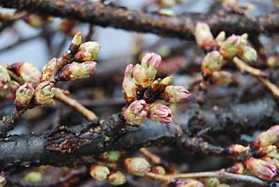 良い桜色が出てきてくれそうな予感がします。
