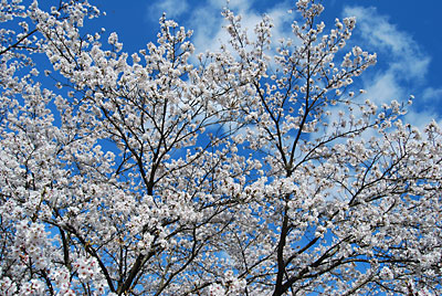 青空と桜いいですね～。