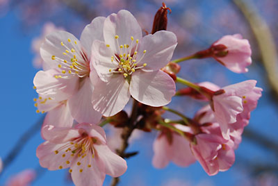 紅山桜かな？？