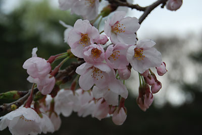 ようやく湯沢の紅山桜が咲き出しました。