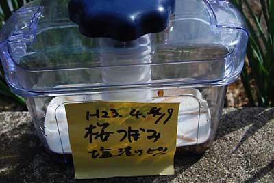 塩漬けしておいた桜のツボミです。