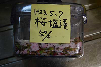 次回のために、桜の花を塩漬け５％を仕込みました。