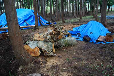 大きなカブツもユンボだと簡単に移動できます。