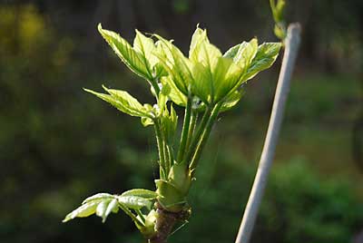 大源太のコシアブラは、あっという間に芽吹いてしまいました。