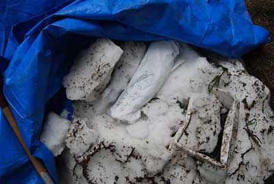 コシアブラとタラの芽を入れて雪を被せました。