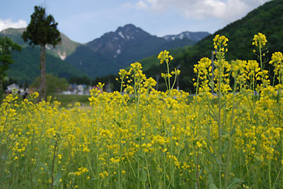 大源太の菜の花がようやく咲き出しました。