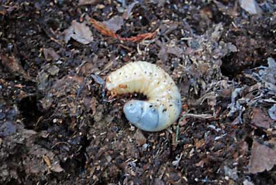 カブト虫の幼虫かな？？
