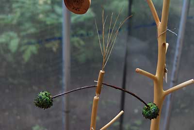 先日、伐倒した杉の実（雌花）でヤジロベイを作ってみました。