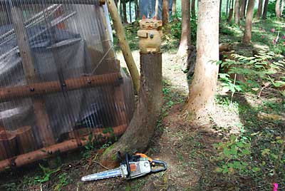 カービングするカブツにお手本の招き猫を置いてみました。