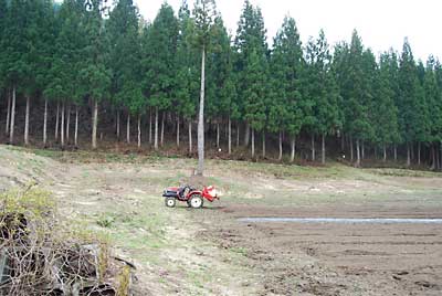 ここならば道路からも遠いし、人も来ないのでもし蜜蜂が入っても安心だと思います。