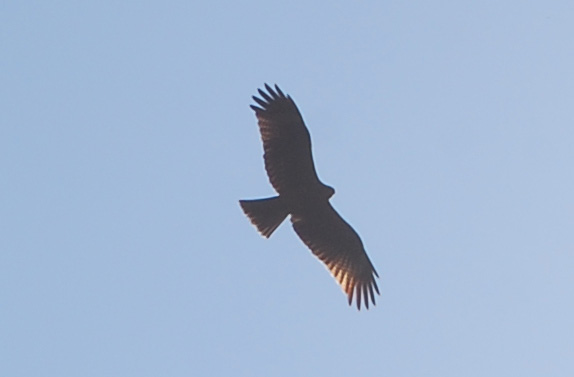 丁度、農園の空に鷲？が飛んでいました。