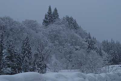 雪をかぶった木々がきれいでした。