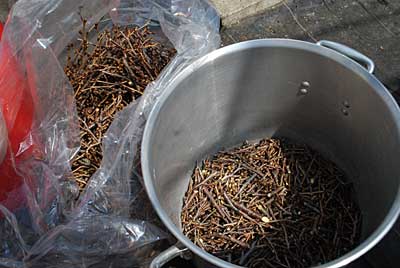 桜の枝とつぼみを細かく切って、アルミの寸胴に入れます。