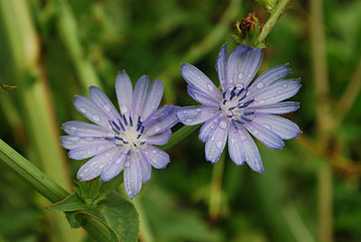 チコリの花は、まだまだ、次から次へと咲き続けています。