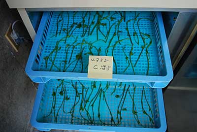 普通に茹でた木の芽とビタミンCに浸けた木の芽を乾燥機に入れました。