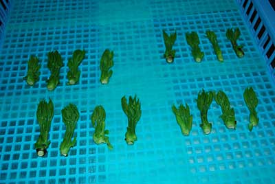 さっと茹でてから、水を切って乾燥機にかけました。