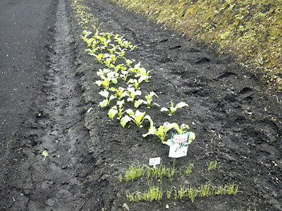 先日植えた「小かぶ」を見てきました。
