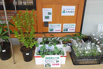 山菜とあまだまキャベツの苗の配置も準備ＯＫです。