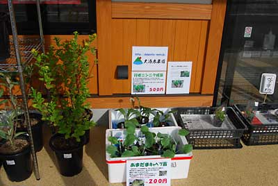 行者ニンニクの成苗とあまだまキャベツの苗を直売所まで持っていってきました。