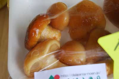 桜のホダ木から出たナメコは茎が太くて美味しそうでしょう！