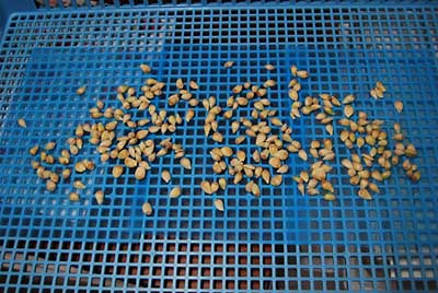 柚子の種も乾燥させて販売しようと思っています。