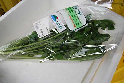 昨日、売れ残ったルッコラ１袋を撤収してきました。