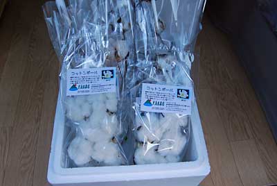 コットンボール出品