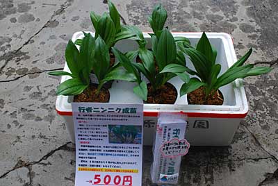 行者ニンニクの成苗を直売所に出品する準備をしました。