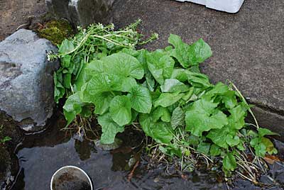ブロ友さんから譲っていただいたワサビです。