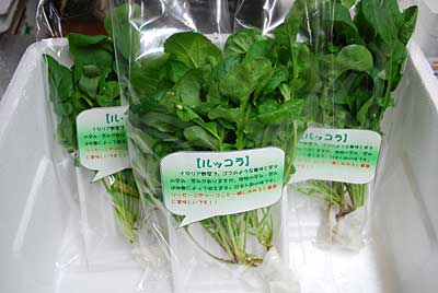 久しぶりに直売所にルッコラを出品することにしました。