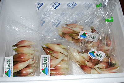 ミョウガを採ってきて、直売所に出品してきました。