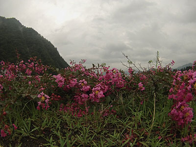 サルスベリの花が満開でした。