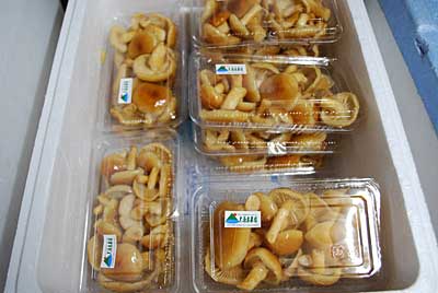 美味しそうなナメコでしょ。