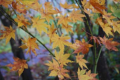 あっというまに紅葉が始まってしまいました。