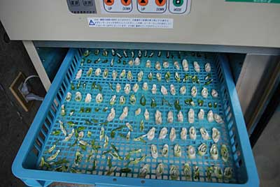 昨日、仕込んだ乾燥ネギが完成しました。