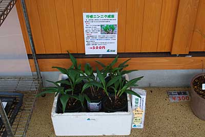 昨日、準備した行者ニンニクの成苗を直売所へ出品してきました。