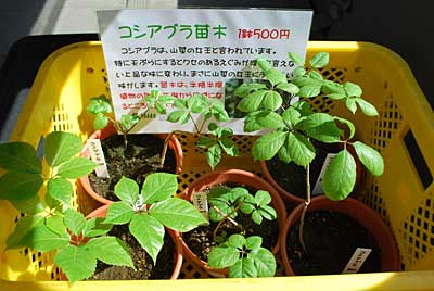 今度はコシアブラの苗木です。