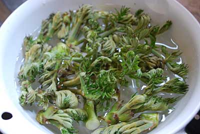 朝イチで、促成栽培のタラモ芽を収穫しました。