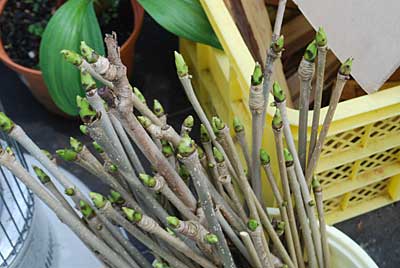 促成栽培を開始したコシアブラの芽も動き始めました。