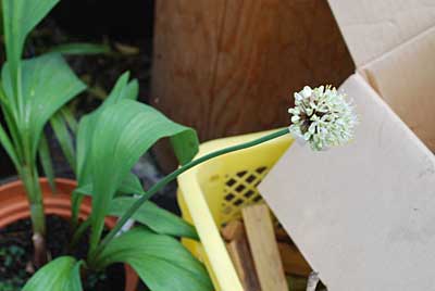 ハウスの行者ニンニクの花が咲き始めました。