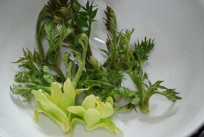 直売所に出品出来ない タラの芽と自宅の池の周りに出ていたフキノトウです。