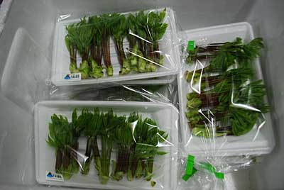 コシアブラを直売所に９パック出品してきました。