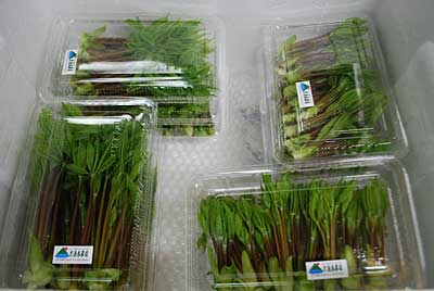 直売所にコシアブラを１０パック出品してきました。